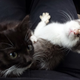 Illustration for article titled My new kittens!